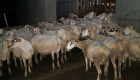 Продавам 40 овце за клане - Снимка 6