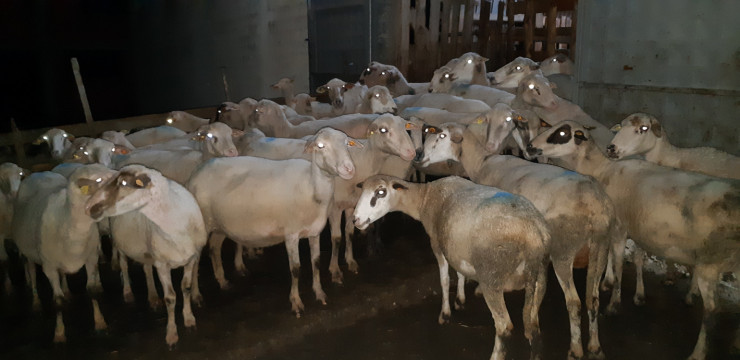 Продавам 40 овце за клане - Снимка 6
