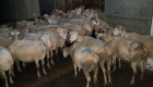 Продавам 40 овце за клане - Снимка 7