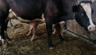Крави с телета - Снимка 2
