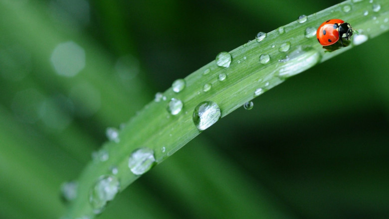 Агропрогноза за юни: Спасение или неприятности ще донесат валежите?