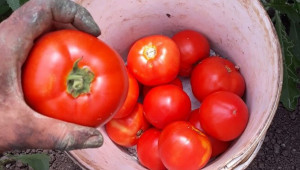 Зеленчукопроизводител: Като е домат, да е червен - Agri.bg