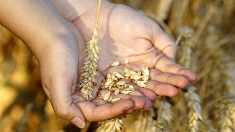 Пшеница: Лутане в цените на зърното по борсите