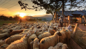 Един от най-богатите румънци пасе овце