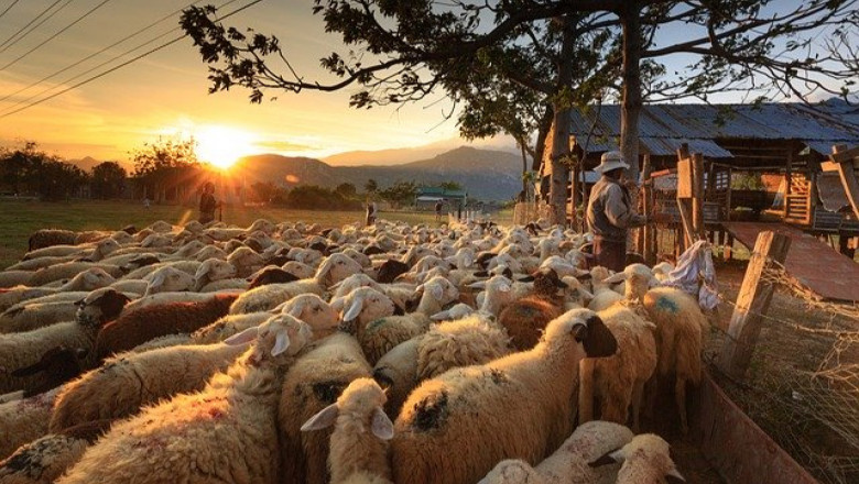Един от най-богатите румънци пасе овце