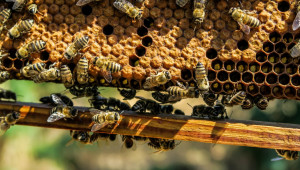 Болести на пилото при пчелните семейства