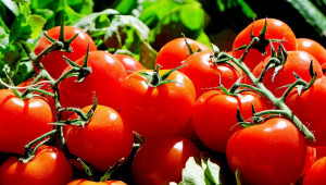 Експерти: Внос на огромни количества евтини домати? - Agri.bg