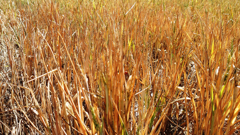 Сушата: Четвърт от житните полета в Добруджа може да бъдат разорани