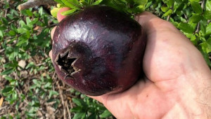 Черен нар - нова бизнес ниша за производителите на плодове