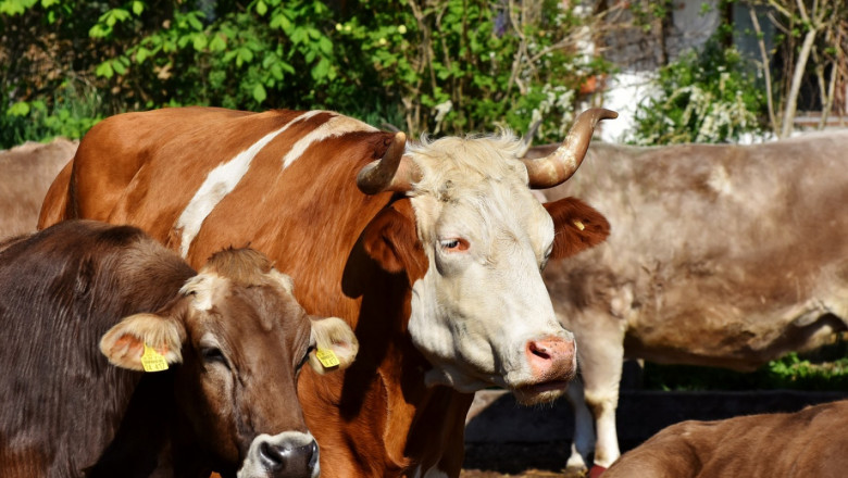 Лизингът на крави - бизнес за милиарди