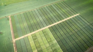 Ден на пшеницата 2020 на опитните полета край Кубрат - Снимка 1