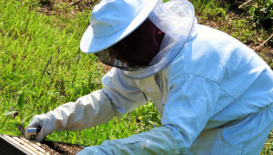 Ролята на инвентара за разпространението на болестите по пчелите и пилото