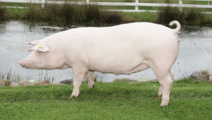 Датският ландрас е една от най-специализираните породи свине за месо - Agri.bg