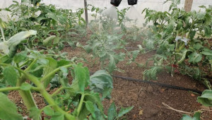 Белокрилката напада зеленчукови градини