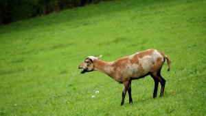 Допълнителна подкрепа: По 4 евро на коза/овца в Гърция
