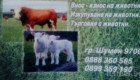 ИЗКУПУВАМЕ телета, крави, юници, агнета и ярета - Снимка 1