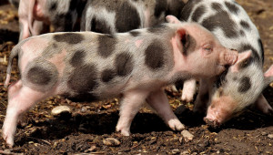 Правилно подхранваните прасета се развиват по-добре - Agri.bg