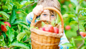 Плодове и зеленчуци в училищата – поне половината да са български