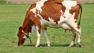 Екстериор на говедата - Agri.bg