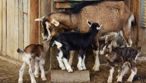 Отглеждането на новородените яретата и козите след раждане
