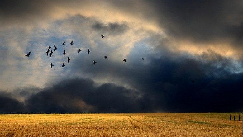 Прогнозата за реколтата от пшеница полетя рязко надолу
