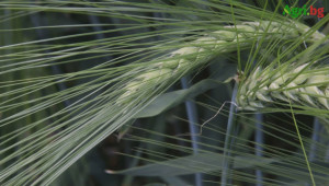 Пшеница и ечемик – различни методи на приложение на NP и NPK - Снимка 1
