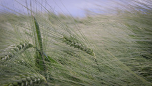 Пшеница и ечемик – различни методи на приложение на NP и NPK - Снимка 2