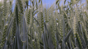 Пшеница и ечемик – различни методи на приложение на NP и NPK - Снимка 3