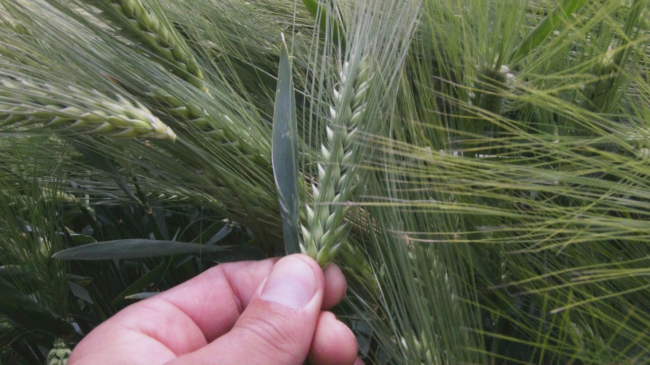 Пшеница и ечемик – различни методи на приложение на NP и NPK