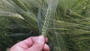 Пшеница и ечемик – различни методи на приложение на NP и NPK - Снимка 4