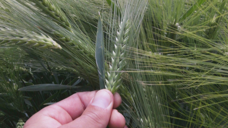 Пшеница и ечемик – различни методи на приложение на NP и NPK