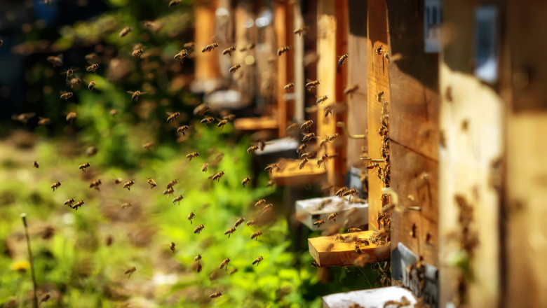 Внимание, пчелари, предстоят пръскания
