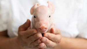 Агроиновации: Как се прави прецизно свиневъдство