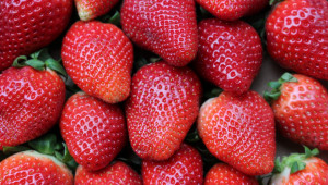 С 50% по-слаба ягодова реколта прибират в Североизтока - Agri.bg