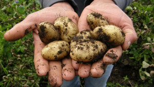 Лятното производство на картофи носи допълнителни доходи