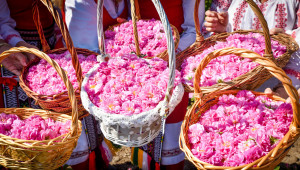 Добруджа: Прибират първата реколта от розов цвят - Снимка 1