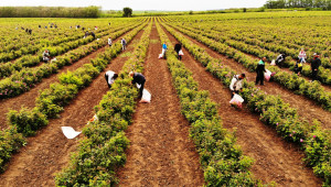 Добруджа: Прибират първата реколта от розов цвят - Снимка 2
