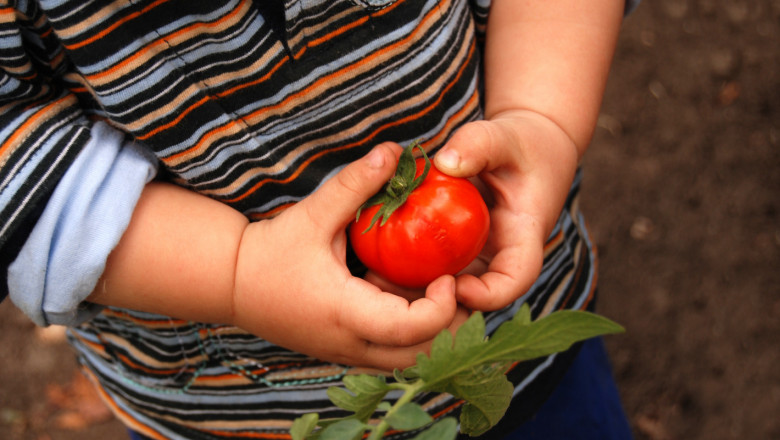Производител: Псевдоземеделци внасят нигерийски домати като гръцки