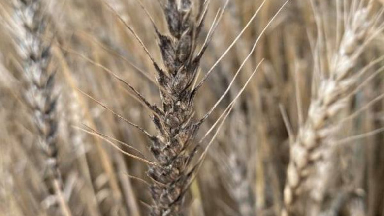 Пшеницата почерня на места