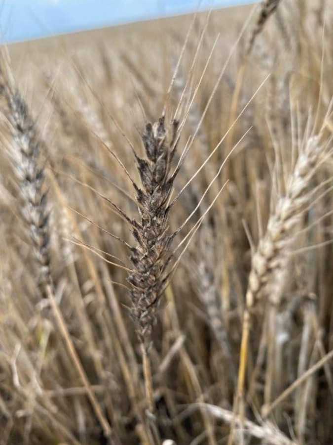 Почерняла пшеница в Ямболско - Снимка 2