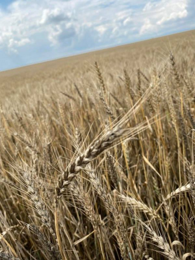 Почерняла пшеница в Ямболско - Снимка 4
