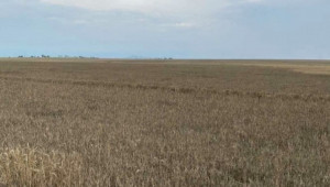 Пшеницата почерня на места - Снимка 3