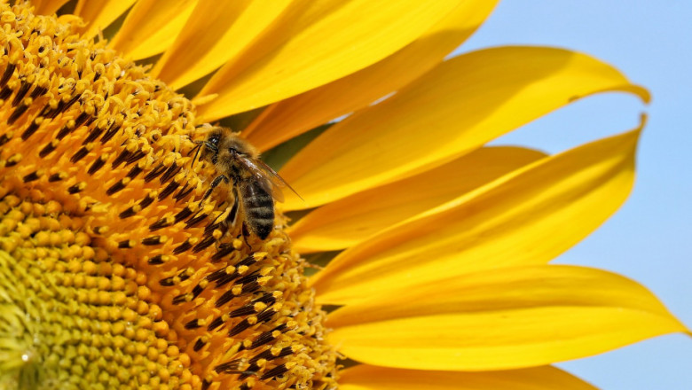 Пчелните семейства са в активно състояние през месец юли