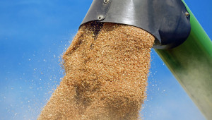 Пшеницата в Силистренско - с близо 30% по-ниски добиви