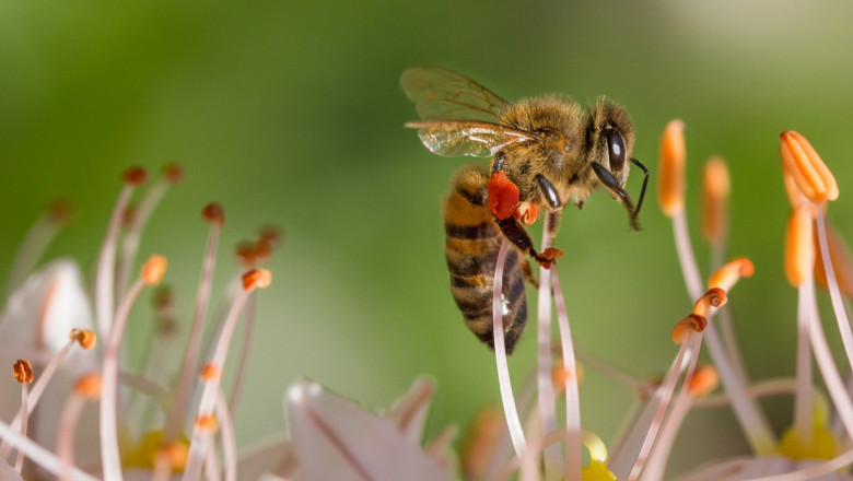 Пчелари предвиждат нулева година за добивите от мед