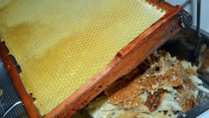 Стареене на питите и обновяване на пчелните гнезда