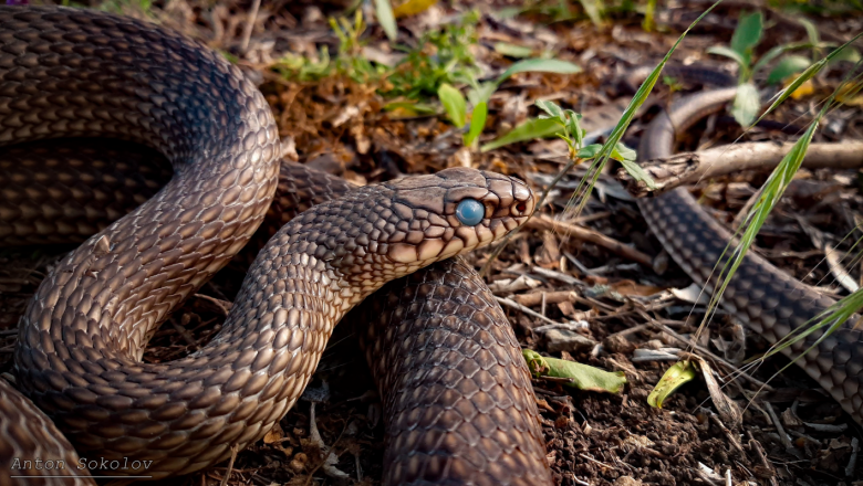 Опасни ли са змиите във фермата?