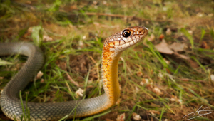 Опасни ли са змиите във фермата? - Снимка 1