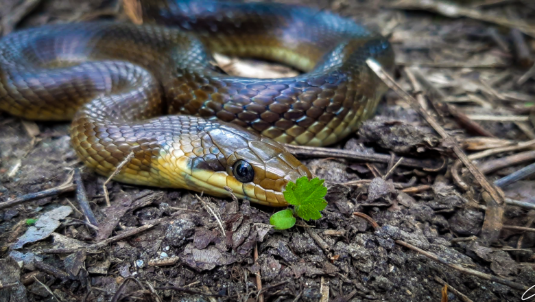 Опасни ли са змиите във фермата?