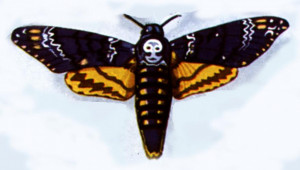 Пеперудата мъртвешка глава краде мед от кошерите